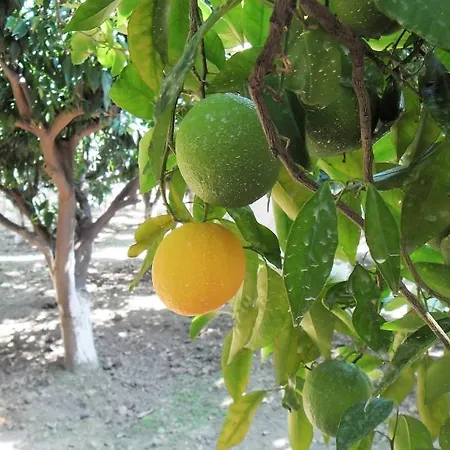 Zuhal Apart Mazi